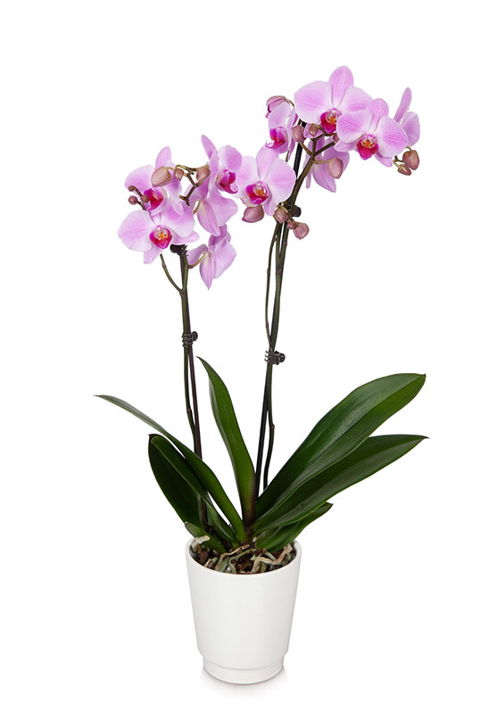 Pink Premium Orchid