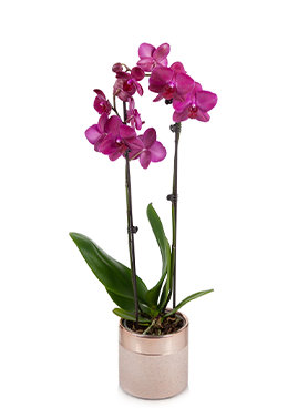 Purple Premium Orchid