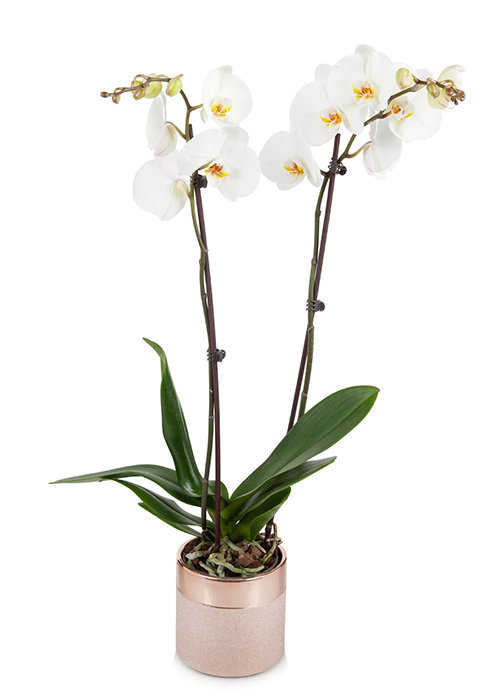 White Premium Orchid
