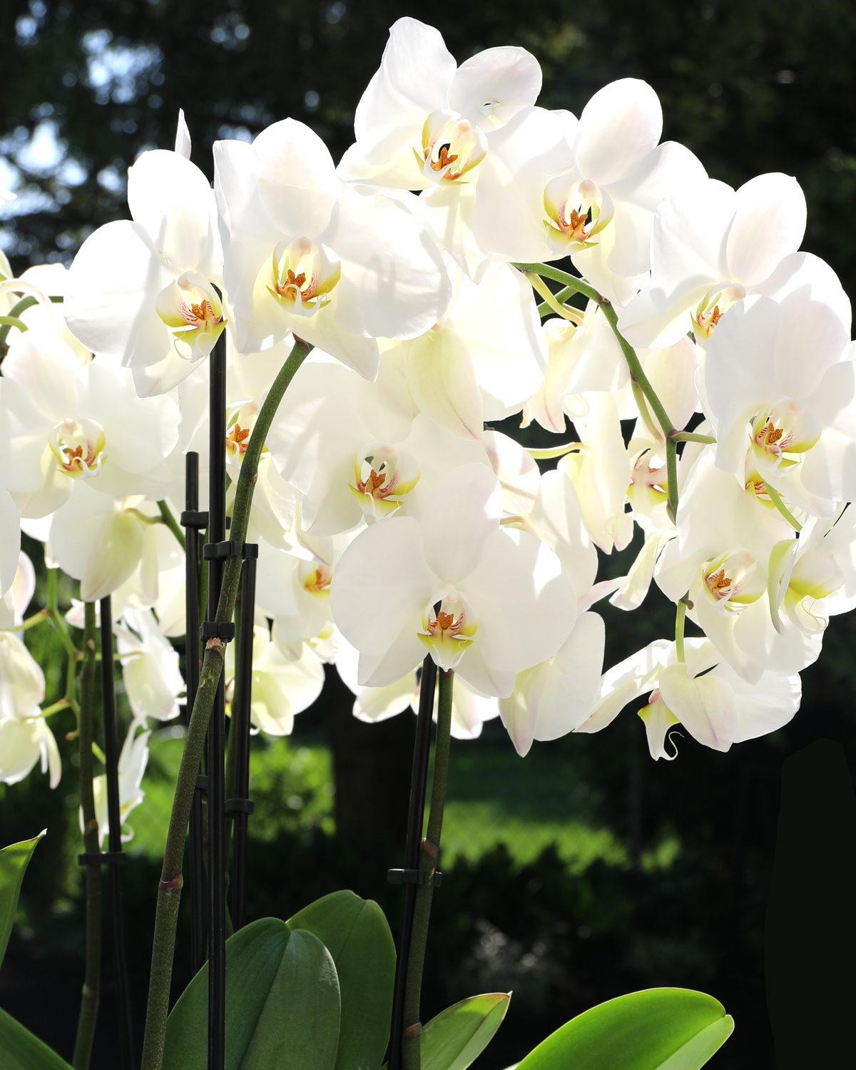 Are White Orchids Good Luck Are White Orchids Good Luck