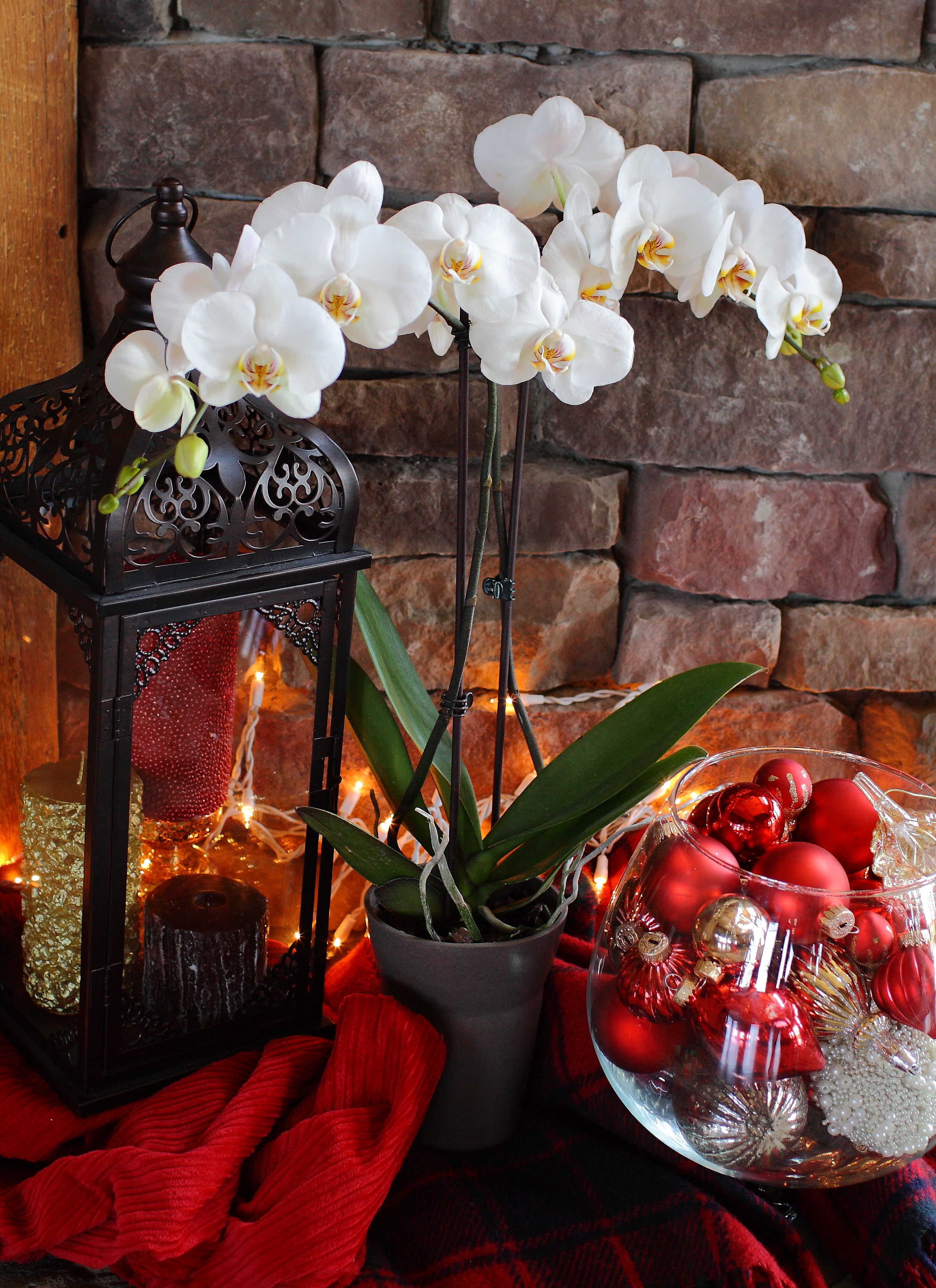 Tis the Season for Selling Orchids: Holiday Floral Insights for Retailers