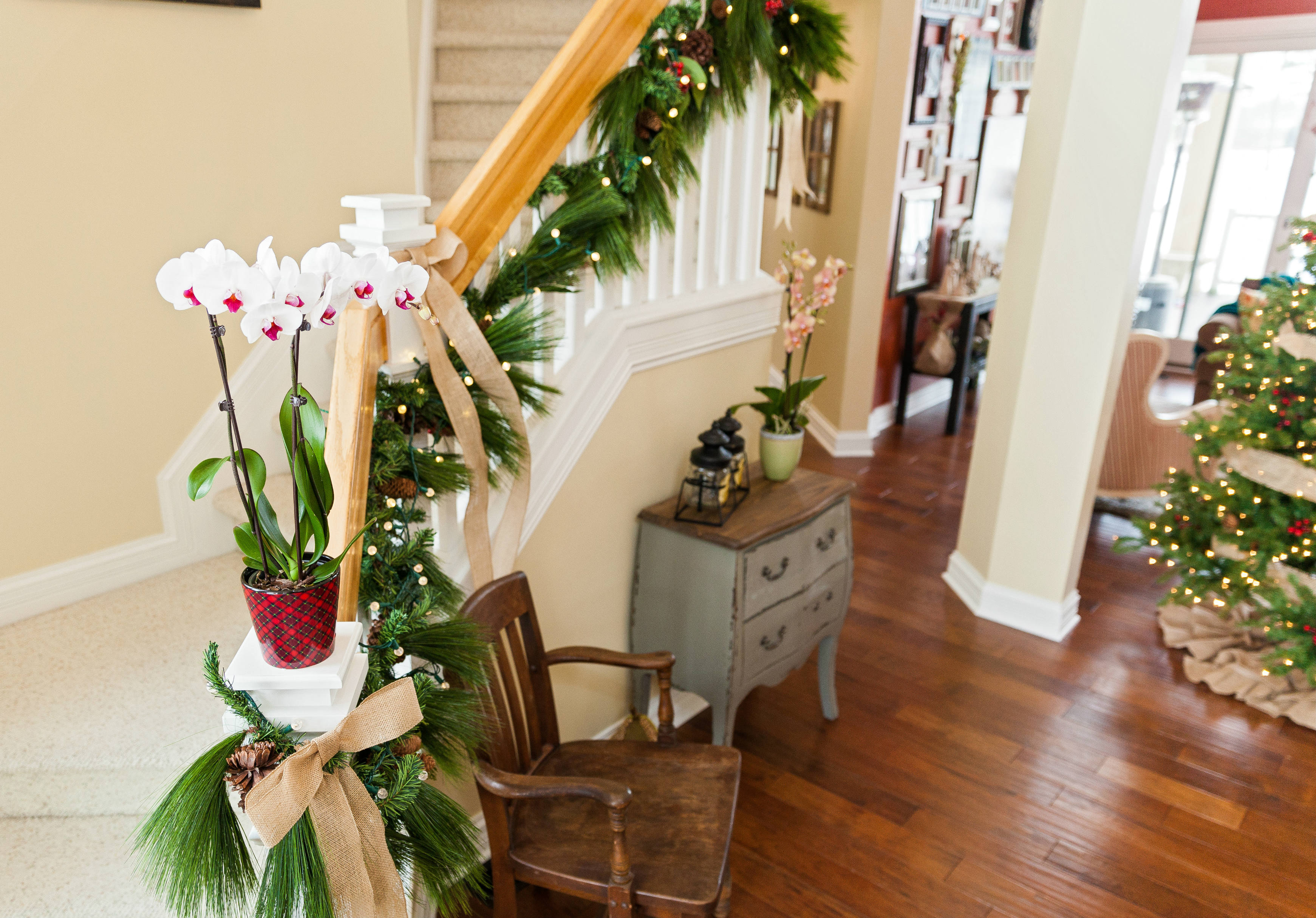 Keep Your Home Feeling Festive With These No-Fuss Houseplants