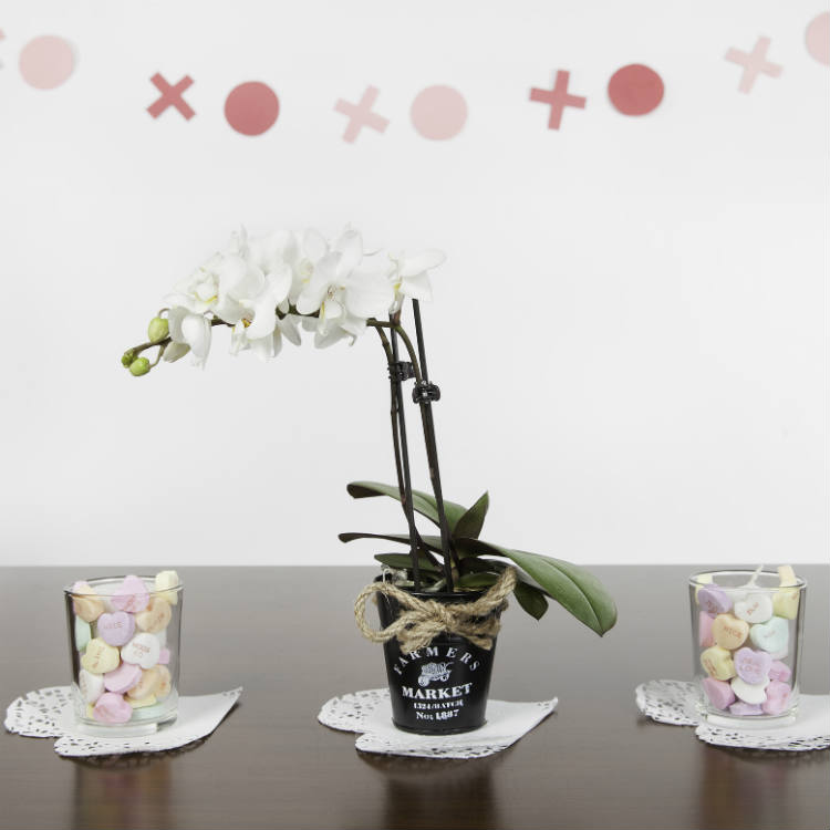 How Much Does Orchid Delivery Cost?