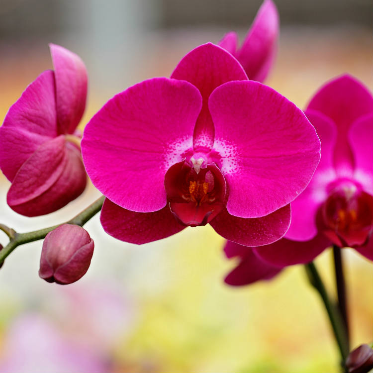 Phalaenopsis Orchid Buying Trends