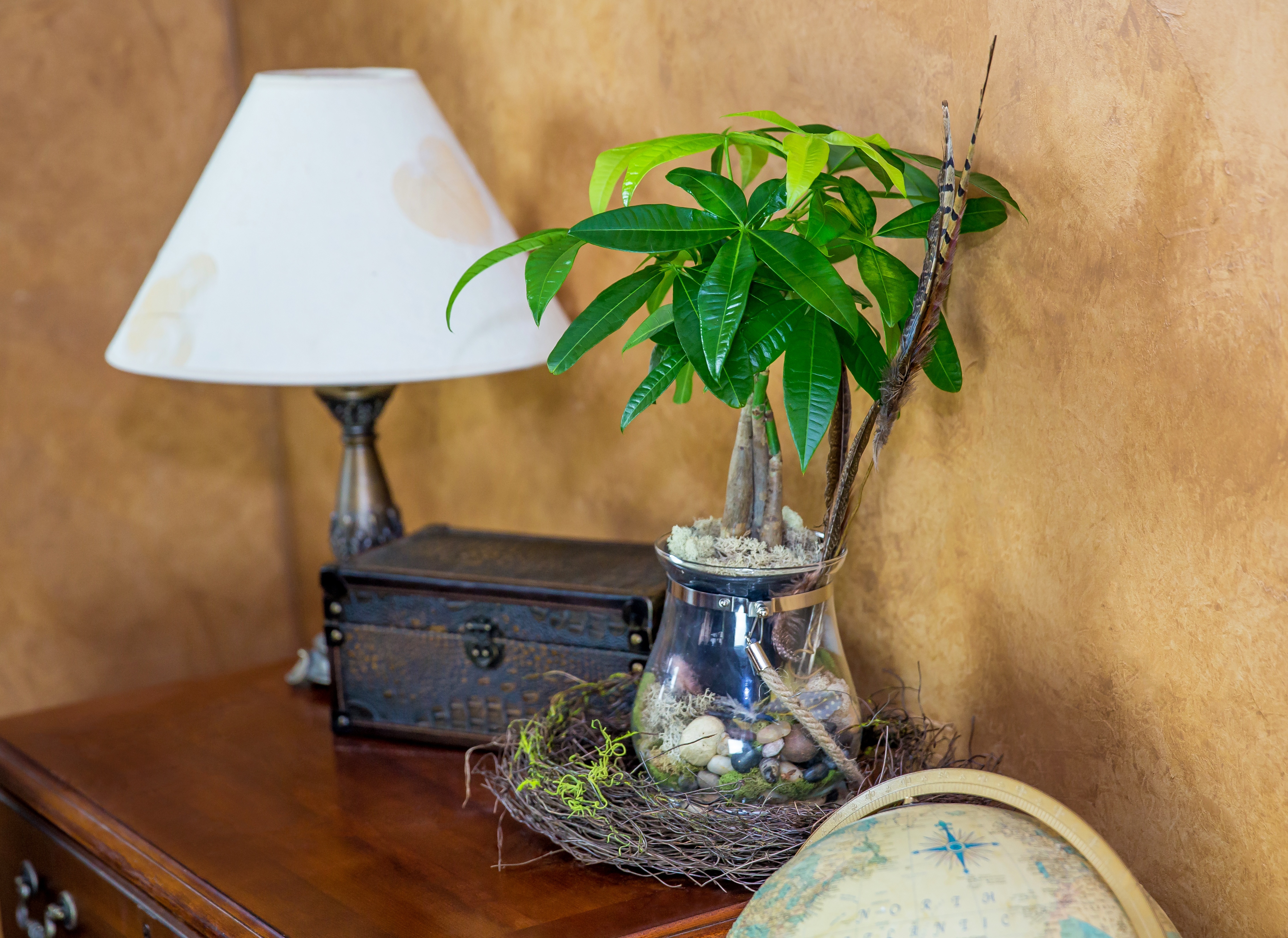 How to Save a Money Tree from Root Rot