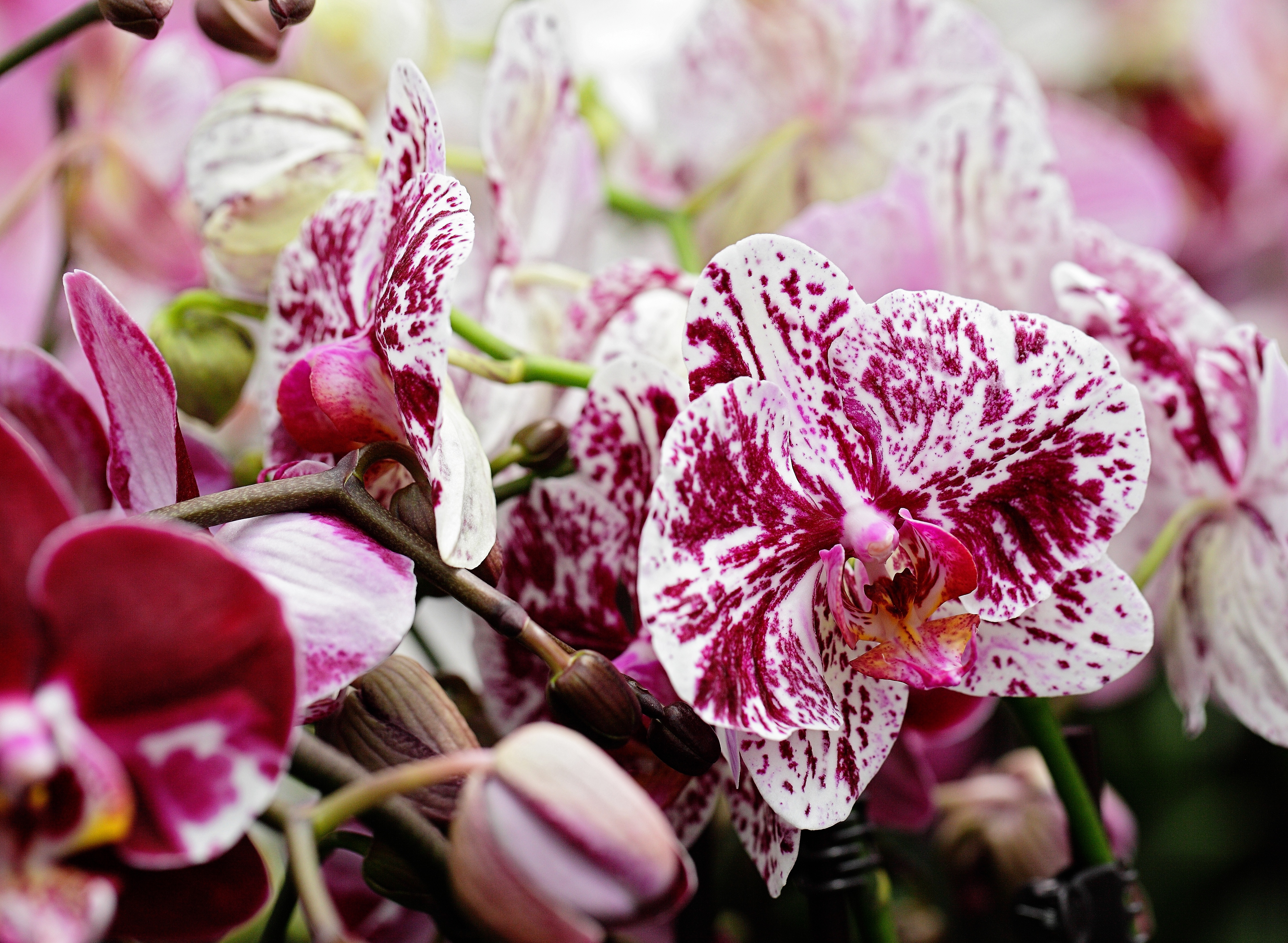What Makes Phalaenopsis Orchids So Popular?