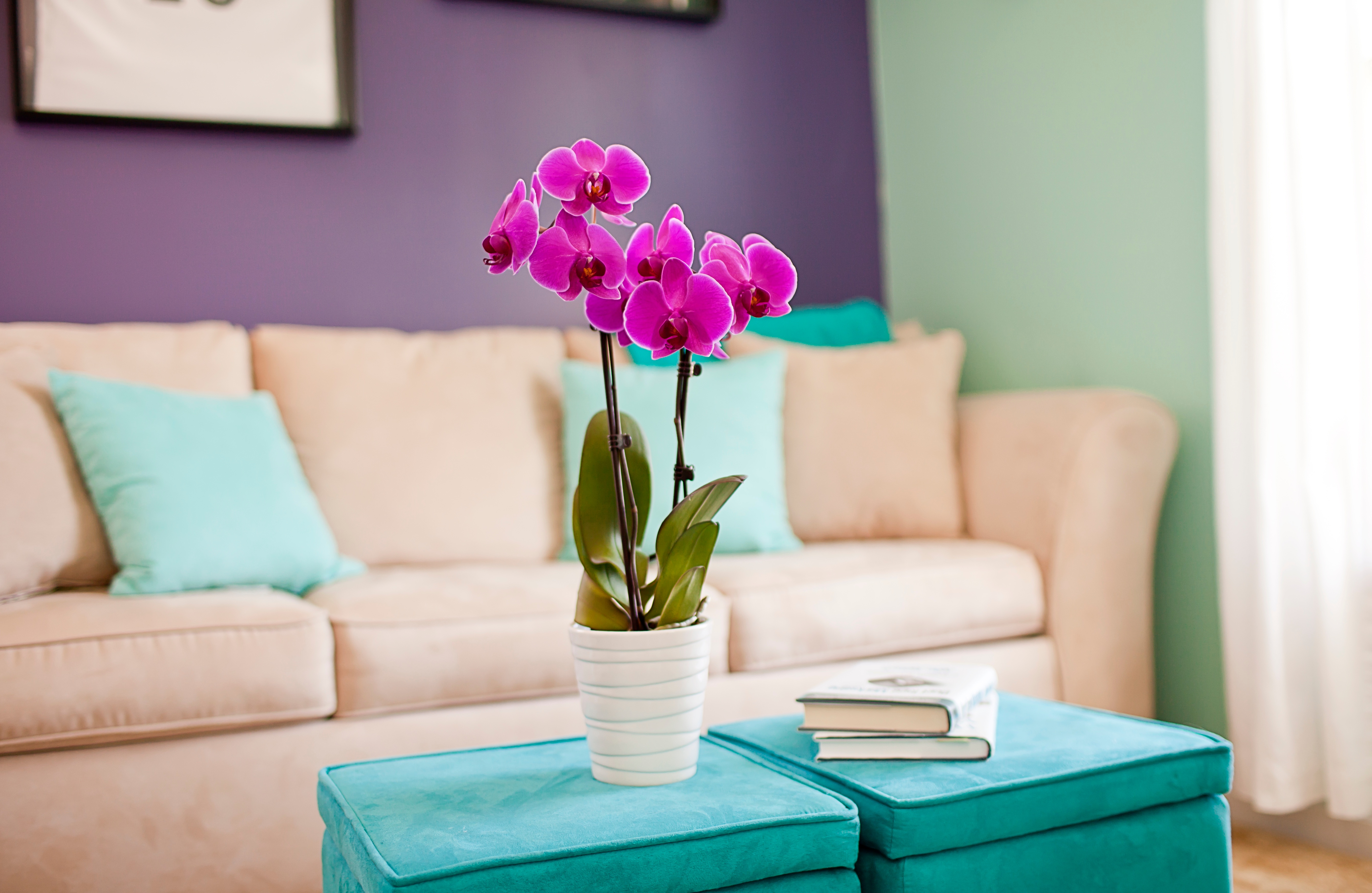 The Best Air Purifying Plants For Your Home