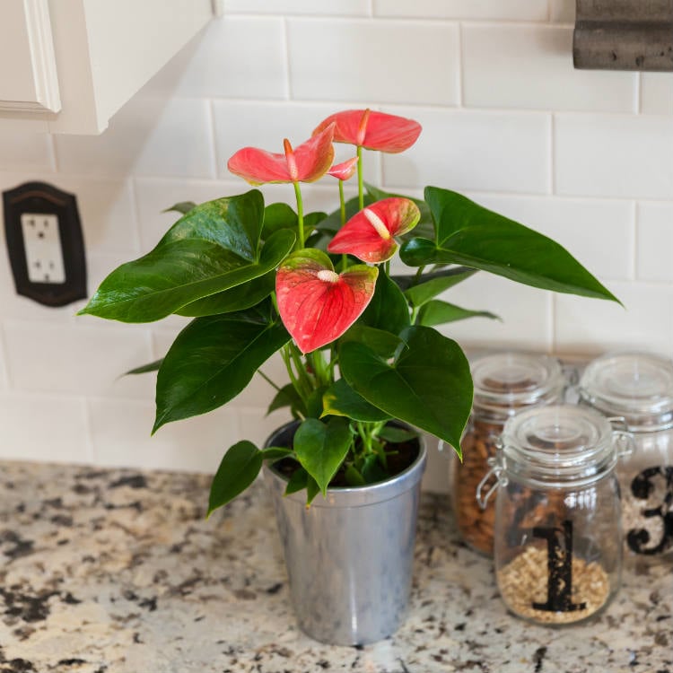 What to Do When Your Anthurium Loses Flowers