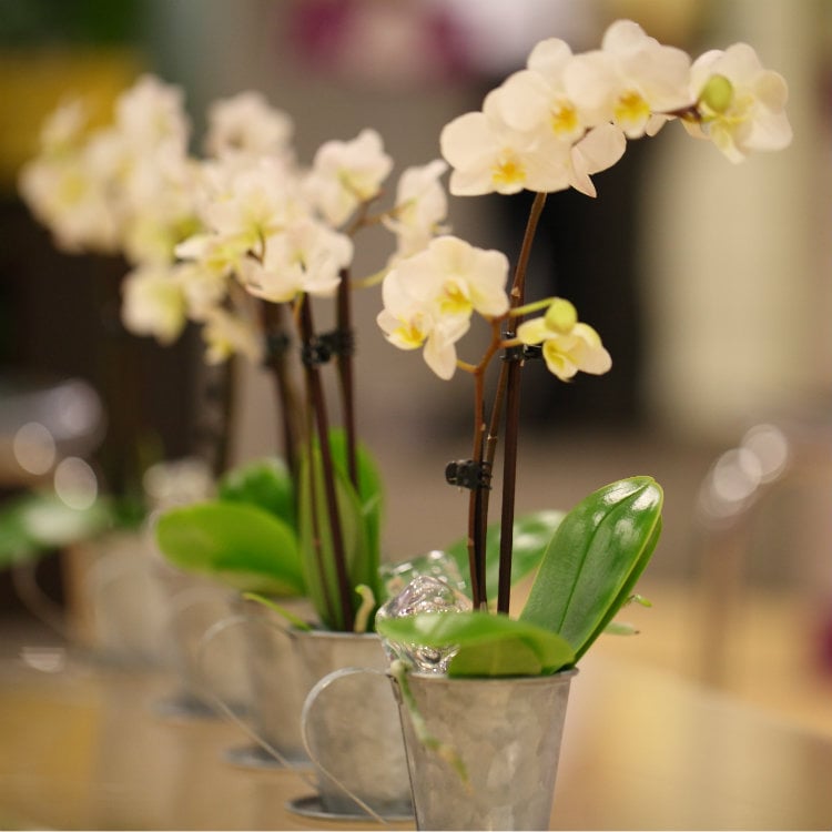 Surprising Floral Sales Insights Your Store Should Know