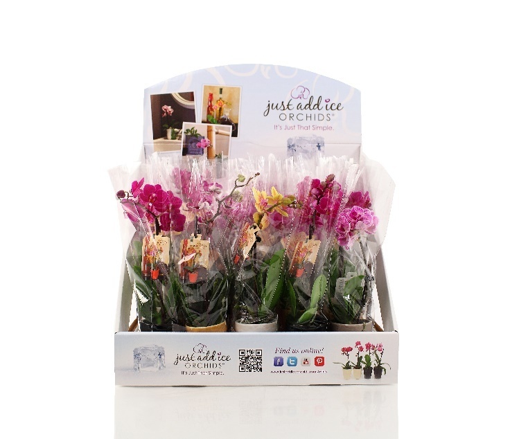 Top Reasons to Sell Phalaenopsis Orchids in Your Store