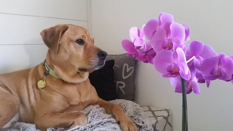 are orchids poisonous to cats and dogs