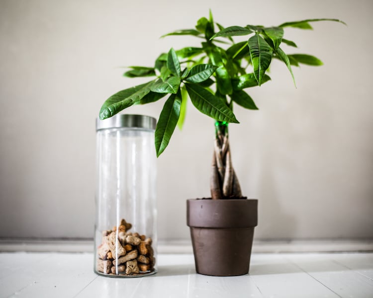 Low Maintenance Pet Friendly Plants