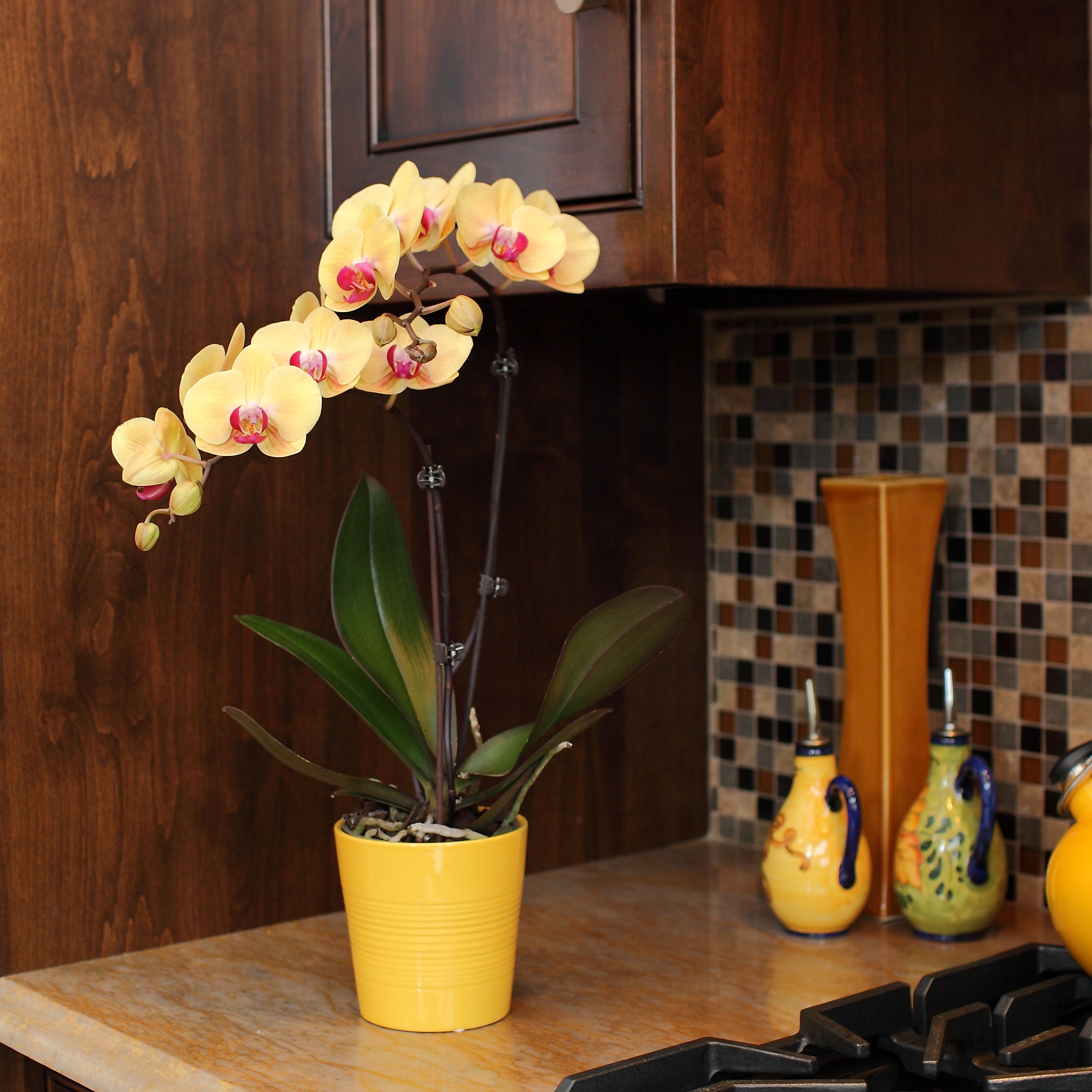 Selling Potted Indoor Plants vs. Fresh Flowers