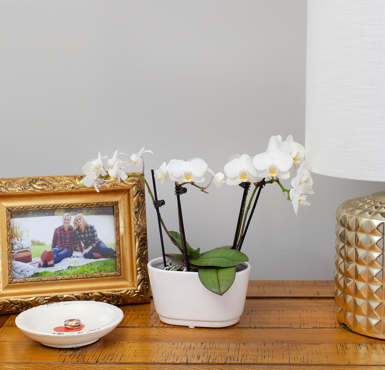 Indoor Plant Week: Get to Know Anthuriums, Orchids and Money Tree Plants